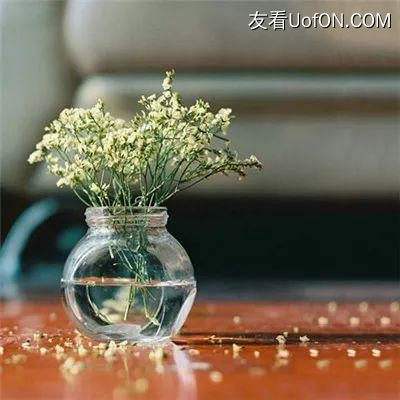种植金银花 增收乐开花